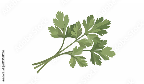 Realistic parsley coriander herb vector illustration fresh green leaves design