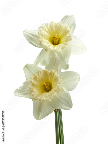 white-yellow daffodils isolated on white background. clipping path