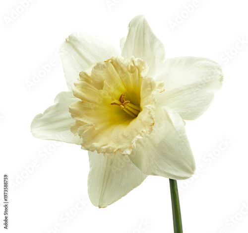 white-yellow daffodils isolated on white background. clipping path