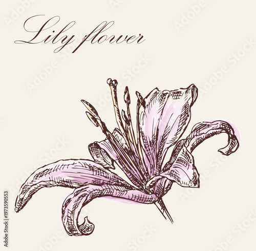 Lily flower head sketch, outline hand drawing, watercolor,greeting card, vector illustration