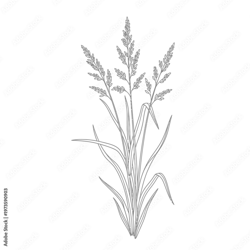 Fototapeta premium grass plant botanical illustration a natural line art grain plant in a minimalist organic design isolated on white great for eco branding