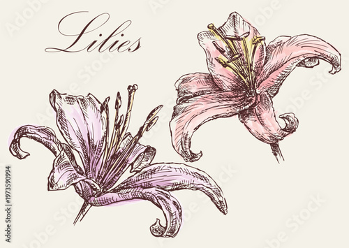 Two lilies flowers heads sketch, outline hand drawing, watercolor, greeting card, vector illustration