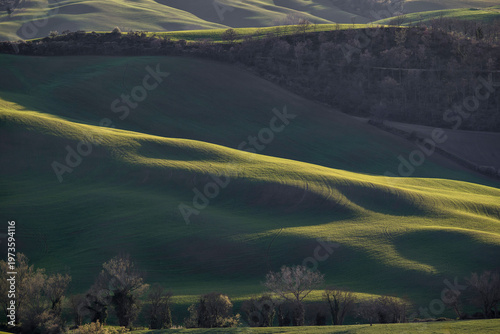 Konstfotografi Rolling green hills of Val d'Orcia, Tuscany, Italy, at golden hour with dramatic side lighting and shadows
