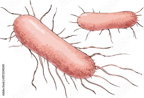 Salmonella typhi illustration
