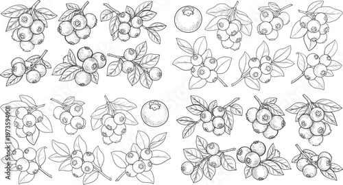 Hand-Drawn Blueberry Icon Set Featuring Detailed Berries, Leaves, and Branches for Organic, Nature, and Healthy Food Designs