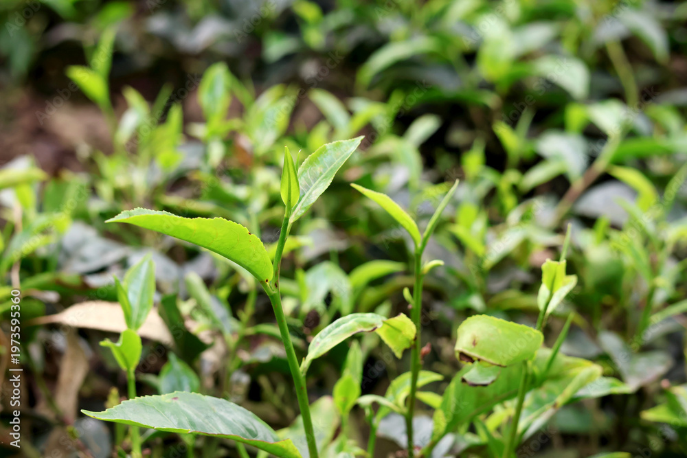 Fototapeta premium Young Green Leaves of Tea Plant in Outdoor Setting