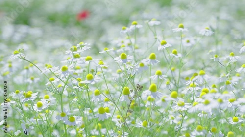 Chamomile flowers gently swaying in the wind on a sunny summer day in a beautiful meadow, creating a relaxing and peaceful natural background of a blooming field