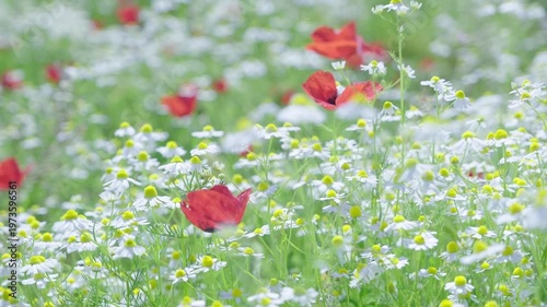 Stunning field of vibrant red poppies and delicate white chamomile flowers swaying in a gentle breeze, creating a dreamy and serene atmosphere in a sunny summer meadow