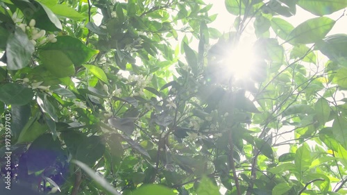 Warm sun shining through the green leaves and white flowers of a blooming orange tree during a bright summer day, creating a beautiful and peaceful lens flare effect