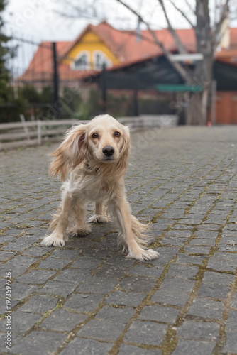 Golden Spaniel running in the yard. Raising a dog. Training a puppy. Cheerful character. Happy pets. Animal protection day. Living organism. Purebred dog. Hunting breed. Barking animal. Four paws.
