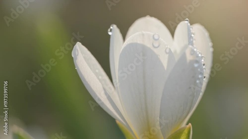 Delicate white flower with water droplets, soft sunlight, macro, nature, beauty