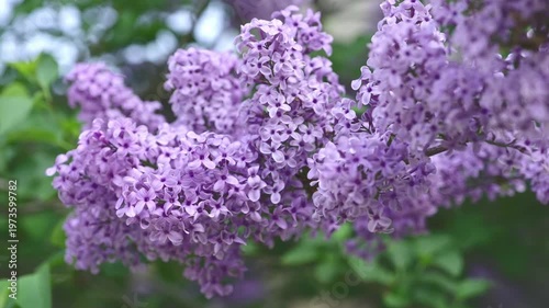 Stunning close-up of vibrant lilac branch with purple blossoms and fresh green leaves, gently swaying in spring breeze for a delicate, fragrant, natural garden scene