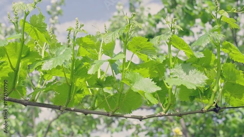 Young green grapevine shoots and tender leaves growing in a spring vineyard, with grape clusters budding on the vine during a sunny day, showcasing viticulture
