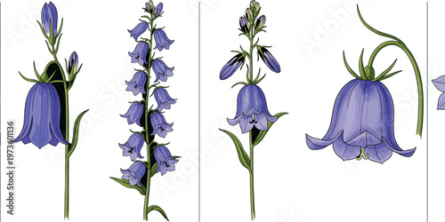 Bluebell flower botanical collection with detailed stems and blossoms, elegant spring floral illustrations in realistic vector style set
