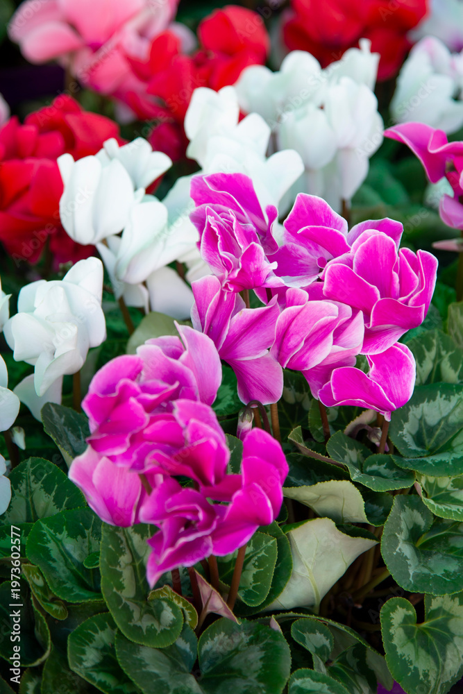 Obraz premium Pink Cyclamen persicum flowers with green patterned leaves, close-up