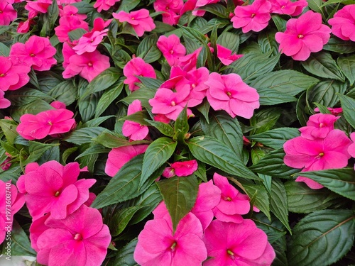 Fleißiges Lieschen, Impatiens Walleriana