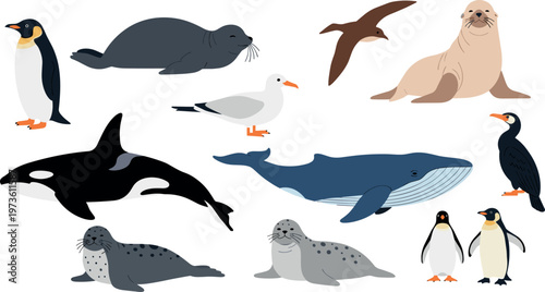 Colorful vector illustration of marine animals and seabirds including penguin whale orca and seal