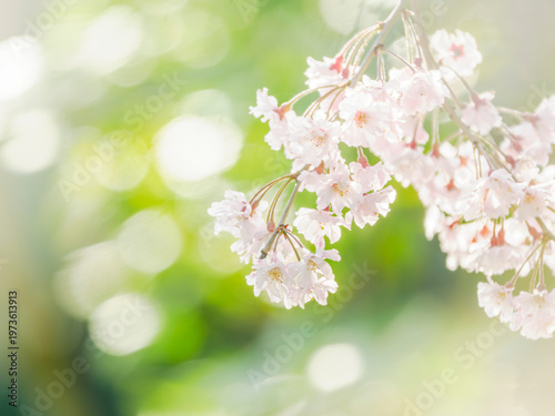 桜の花のある風景。透き通った花びらとふんわりボケた様子。木漏れ日と木々の反射の背景。やわらかい雰囲気。春のイメージ。心象風景。