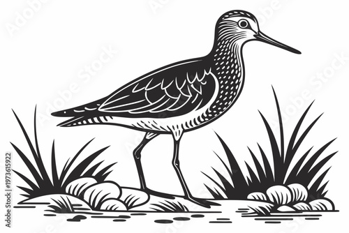 Elegant Shorebird Illustration in Black and White.