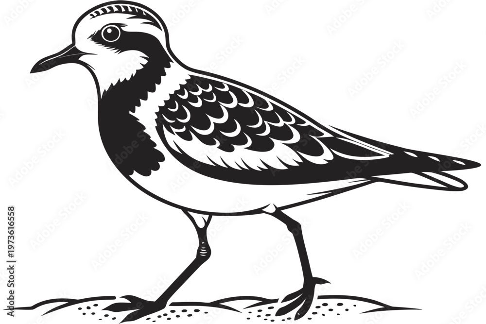 Fototapeta premium Stylized Black and White Shorebird Vector Illustration.