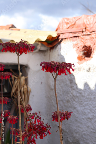 Red flowers in Anafiotika, Athens, against a white textured wall and tiled roof, capturing warm Mediterranean light and authentic old town atmosphere.
