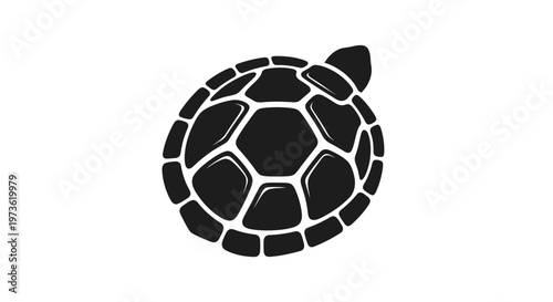 Black turtle shell close up view.