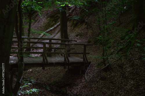 Wooden bridge on a path through a dense, summery forest.