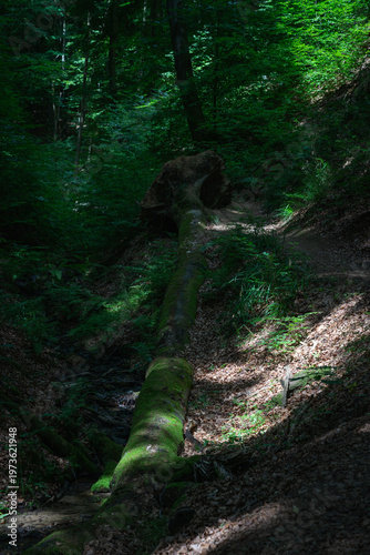 A narrow path through a dense, summery forest.