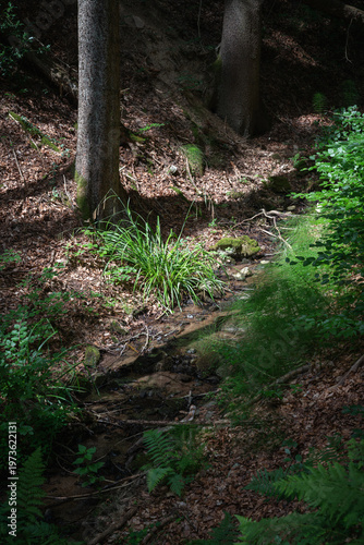 A narrow path through a dense, summery forest.