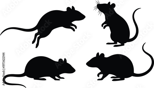 Untitled-7Black rat silhouettes set in different poses, jumping and standing rodent vector icons, pest control and animal silhouette collection, white.