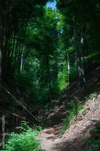 A narrow path through a dense, summery forest.