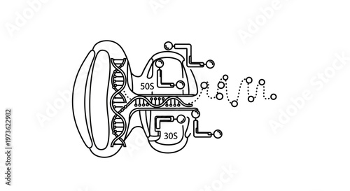 DNA Transcription and Translation: Genetic Code to Protein Synthesis in Ribosome