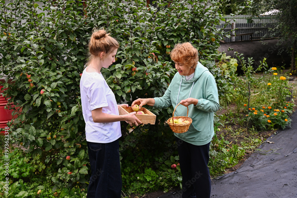Obraz premium Woman and girl gather apples in garden during afternoon