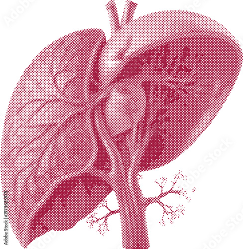 Halftone illustration of human lungs and trachea in pink on white background  medical graphic for health and anatomy concepts