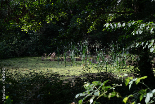 An overgrown pond in the middle of the forest.