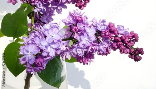 Lilac flowers in a vase.