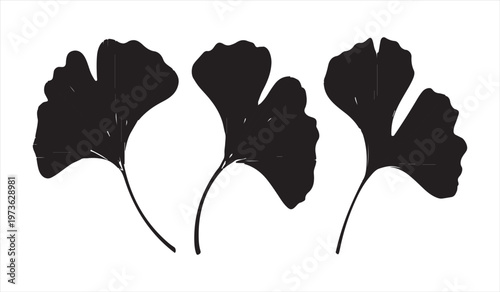Ginkgo biloba leaf silhouettes set with botanical fan shaped leaves illustration