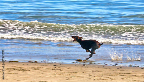 dog running on the beach