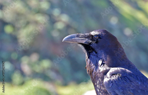 Close-up of a California raven