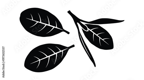 Black silhouette of green tea leaves and branch on transparent base.