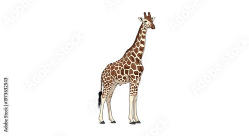 Full body view of an adult giraffe with its characteristic brown spotted pattern standing against a plain white background.
