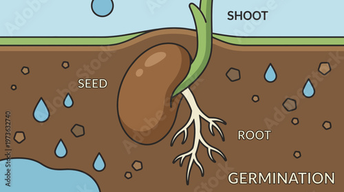 Seed Germination Process Illustration Showing Early Plant Growth Cycle in Soil