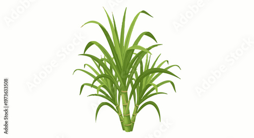 Fresh green sugarcane plant illustration isolated on white background
