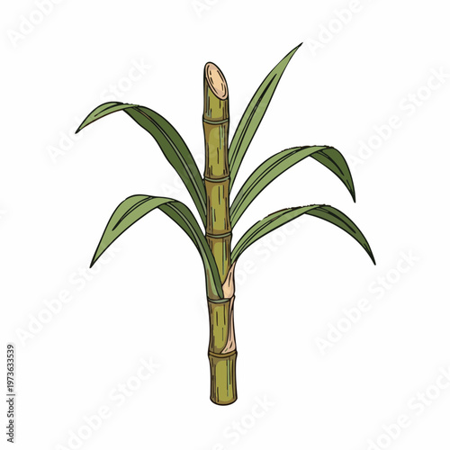 Sugarcane Stalk with Leaves Hand Drawn Illustration