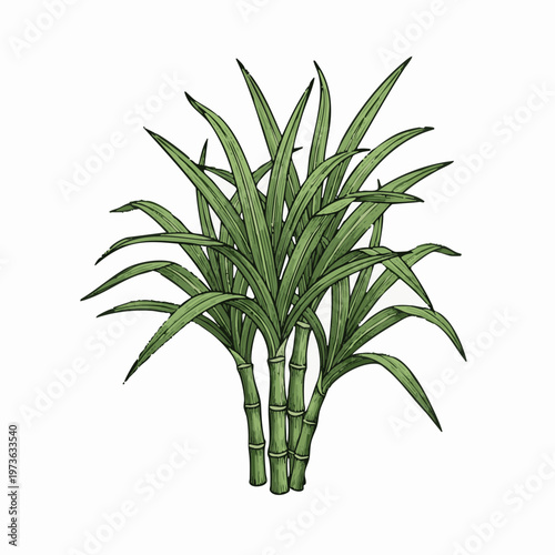 Vintage hand drawn illustration of sugarcane plant with green leaves