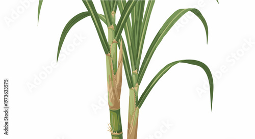 Sugarcane plant illustration with green leaves isolated on white