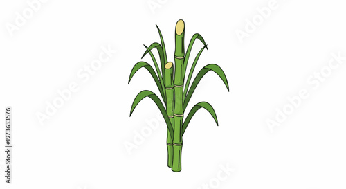 Green sugarcane stalks with long leaves botanical illustration