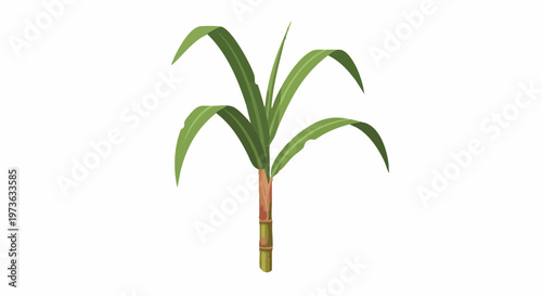 Sugarcane plant illustration isolated on white background