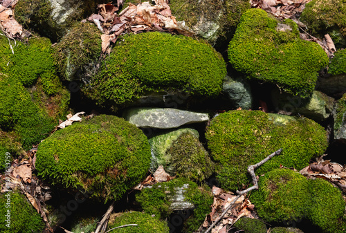 Moss covered old stone wall in nature