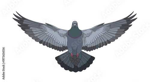 Detailed illustration of gray pigeon shows bird with wings fully spread in majestic flight position viewed from front perspective.